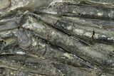 Plate Of Belemnite Fossils - England #131982-1